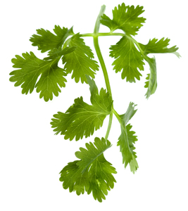 cilantro