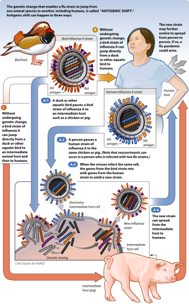 flu